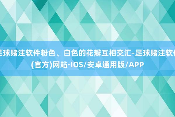 足球赌注软件粉色、白色的花瓣互相交汇-足球赌注软件(官方)网站·IOS/安卓通用版/APP